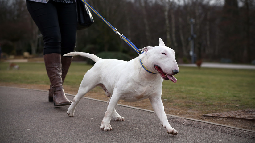 В Госдуме предложили обязать владельцев собак потенциально опасных пород получать лицензию