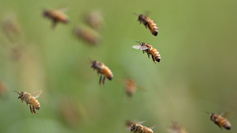 Специалист по пчеловедению Поправко назвал причину нападения роя пчёл на столичное кафе