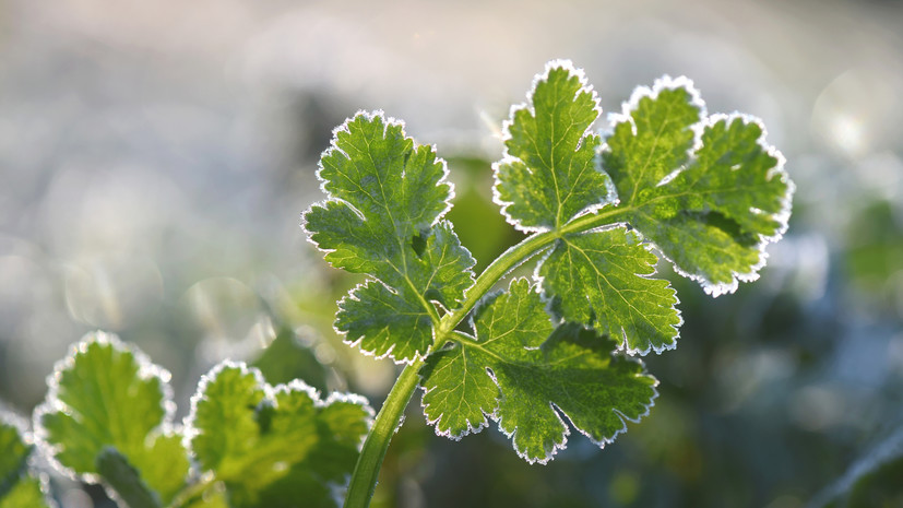 Жителей ХМАО предупредили о резком похолодании