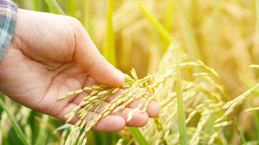 Минсельхоз предложил продлить запрет на вывоз риса из России до конца 2023 года