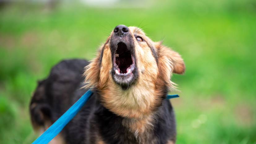 Юрист Соловьёв: за тяжкий вред здоровью хозяин собаки может получить реальный срок