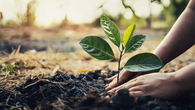 В рамках акции «Сад памяти» в Санкт-Петербурге высажено более двух тысяч деревьев