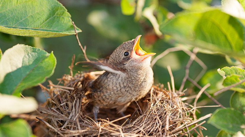 В Петербурге жителей попросили не подбирать выпавших из гнезда птенцов