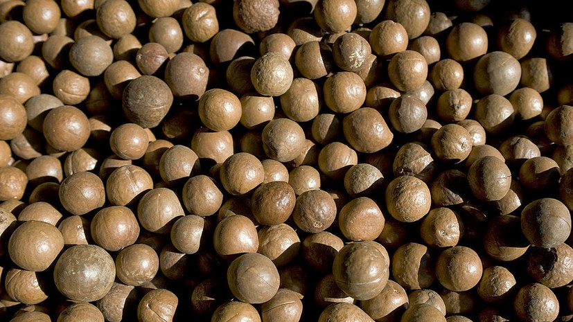 Диетолог Соломатина: орех макадамия способствует укреплению сердца