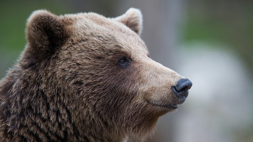 В центре Томска обезвредили вышедшего на улицы медведя