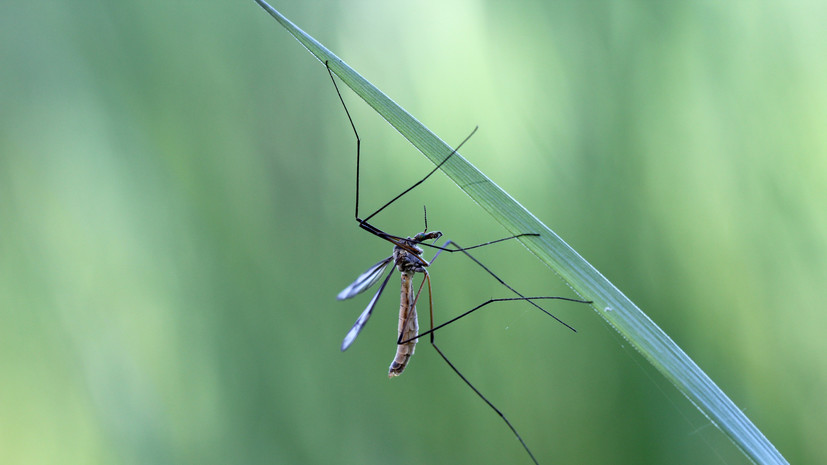 Около финского Пори обнаружены комары — распространители вируса лихорадки Западного Нила