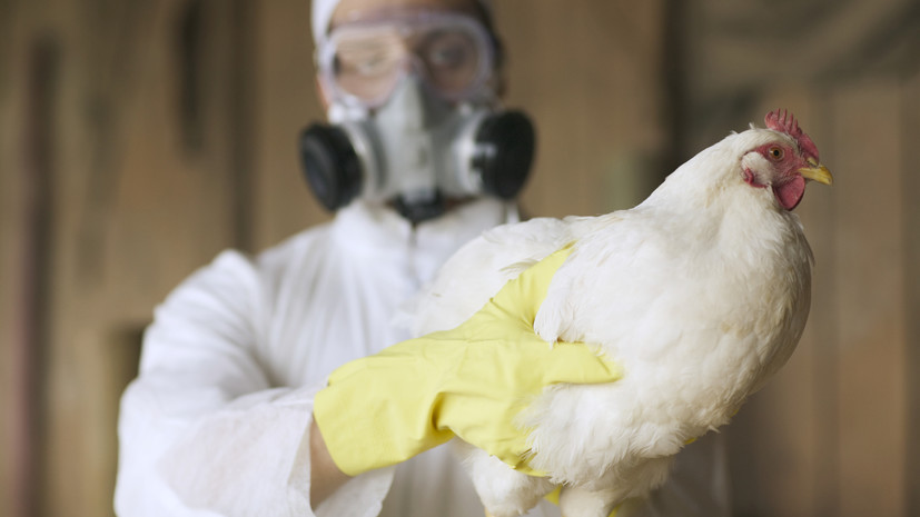 В Нижегородской области обнаружили очаг птичьего гриппа