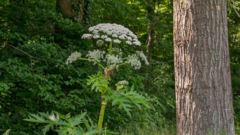 Депутат Чаплин: владельцам дач грозят штрафы за борщевик на участке