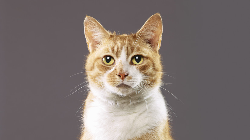 МВД: в Красноярском крае недовольный числом кошек у матери выбросил их с девятого этажа