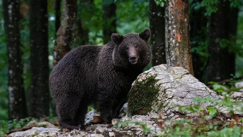 В Челябинской области у озера Большой Еланчик заметили дикого медведя