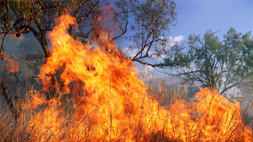 Специалист Жарков рассказал о сложностях при установлении причин лесных пожаров