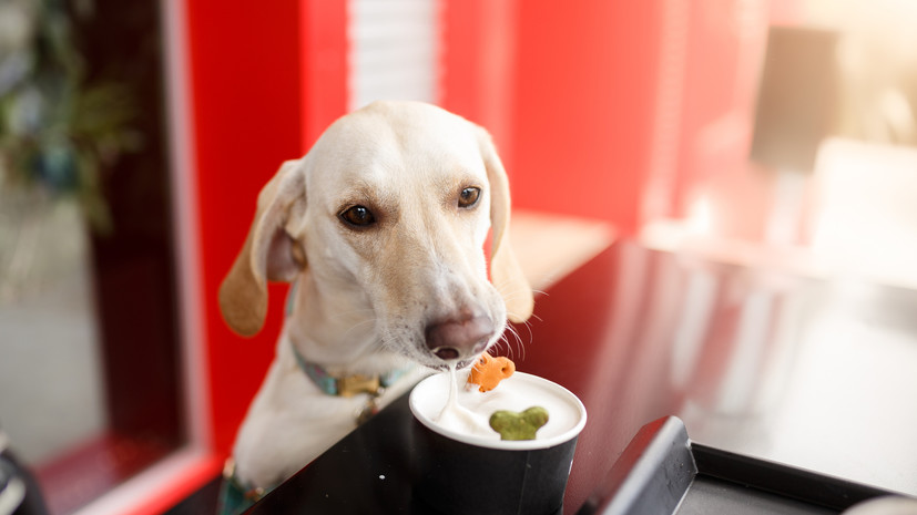 Кинолог Голубев порекомендовал не кормить собак мороженым