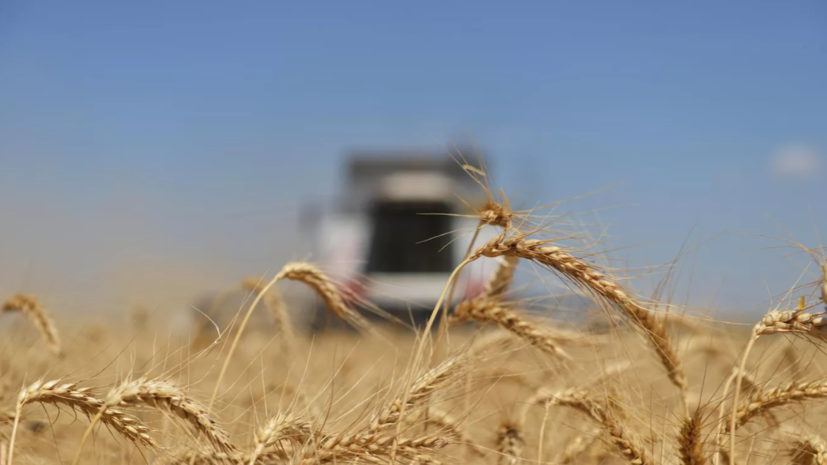 Замглавы МИД Вершинин обсудил с турецким коллегой вопросы выполнения зерновой сделки