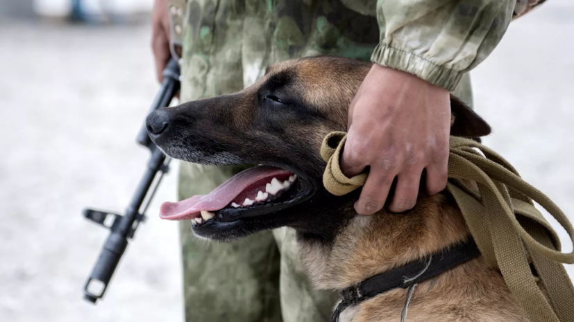 Военная хроника рассказала о помогающих российским бойцам в СВО собаках