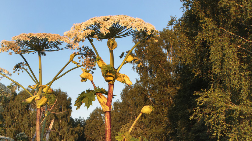 В Подмосковье обработали от борщевика ещё 11 тысяч гектаров земли