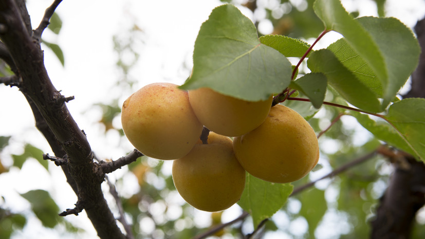 Кардиолог Хачирова заявила об отсутствии лечебного эффекта абрикосов