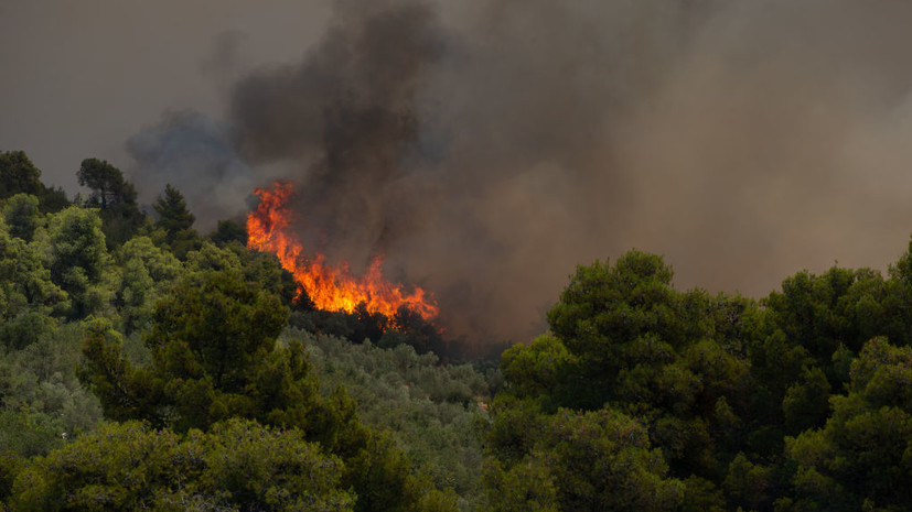 Глава Общественного совета при Минприроды рассказал о подготовке к новым лесным пожарам