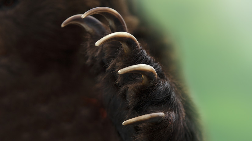 В челябинском зоопарке назвали причину смерти медведицы Забавы