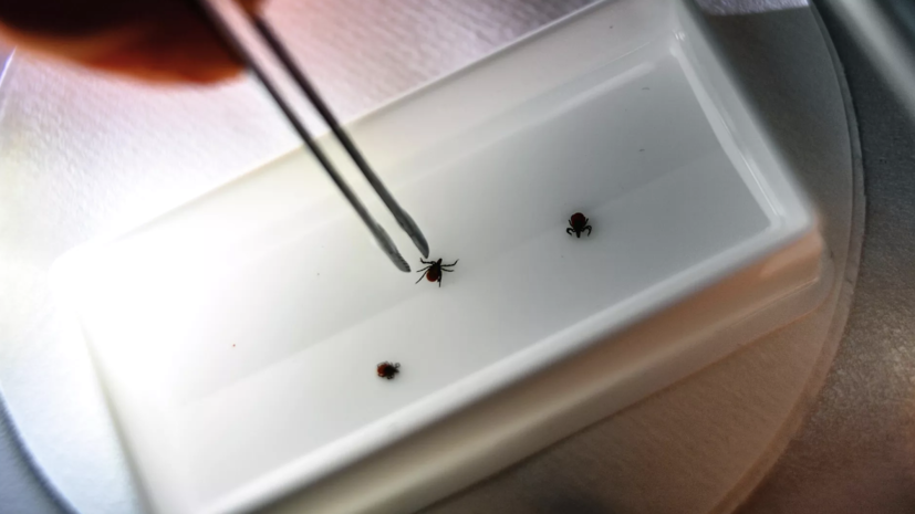 В Свердловскую область поставили миллионы клещей-энтомофагов