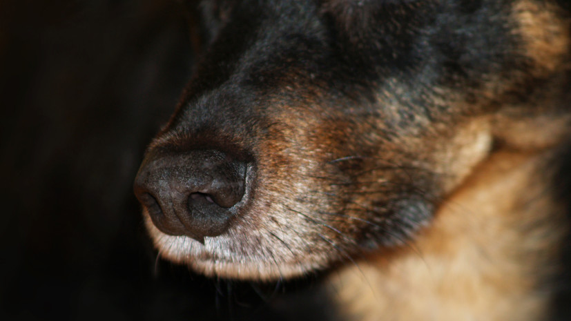 В Нижегородской области число случаев нападения животных на людей выросло на 17%