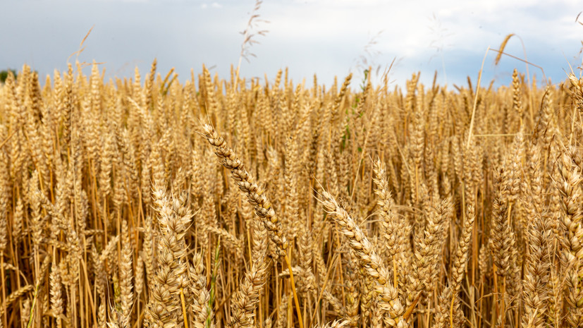 Замглавы МИД Вершинин: переговоры по возобновлению зерновой сделки сейчас не ведутся