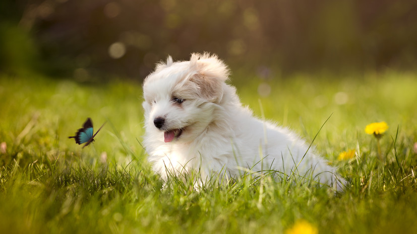 Кинолог Голубев: у щенков «дизайнерских» пород могут быть проблемы со здоровьем или поведением