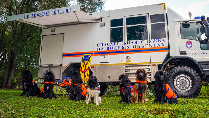 Гостям Московского урбанфорума расскажут о подготовке собак-спасателей