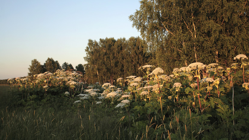 В Подмосковье обработают ещё 740 га территории от борщевика до конца лета