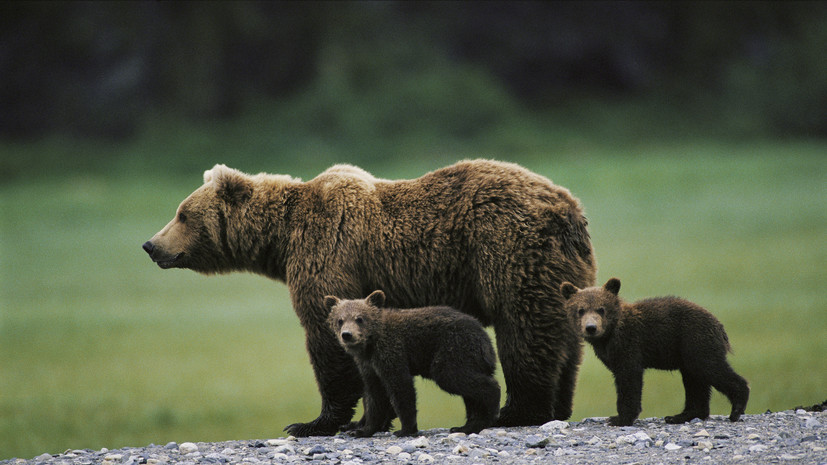 На Сахалине спасли запутавшуюся в браконьерских сетях медведицу