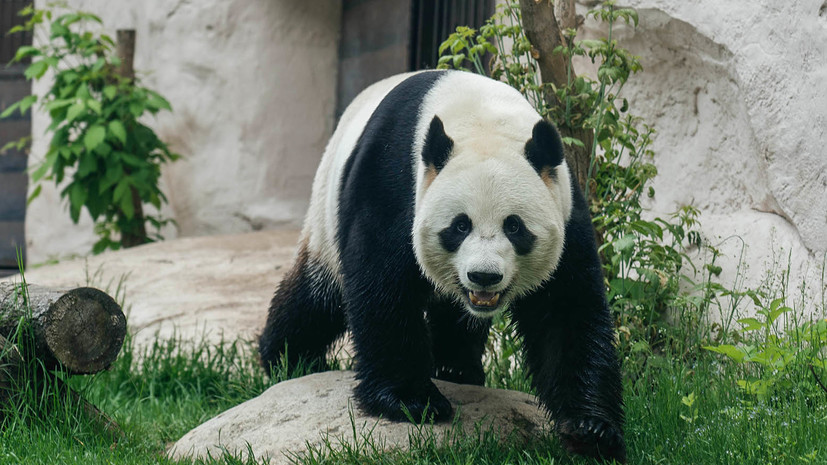 Московский зоопарк: беременность у больших панд длится около четырёх месяцев