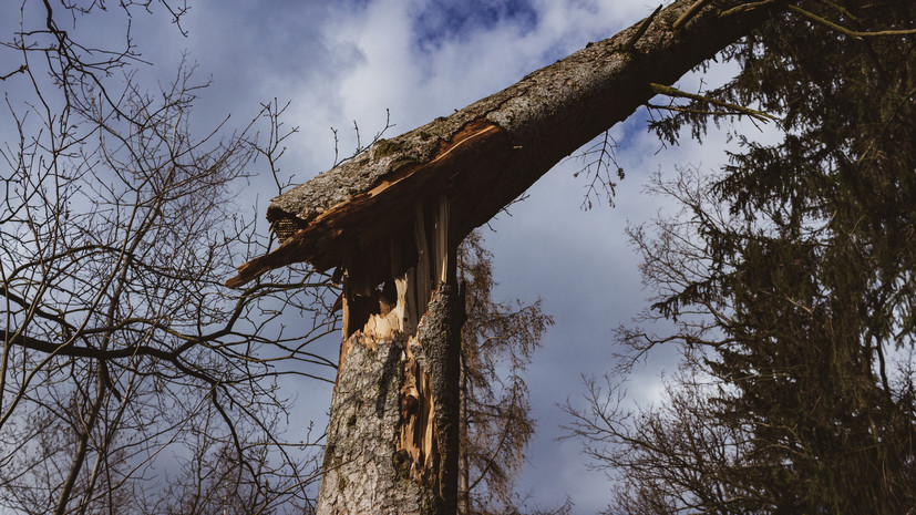 Число погибших из-за падения деревьев во время грозы в Марий Эл выросло до восьми
