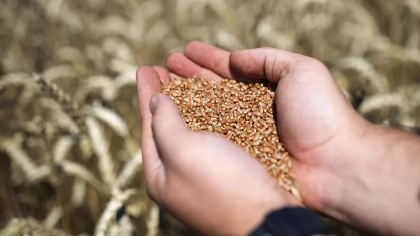 Защита пшеницы и ячменя от сорняков в Украине в | Агроэксперт-Трейд