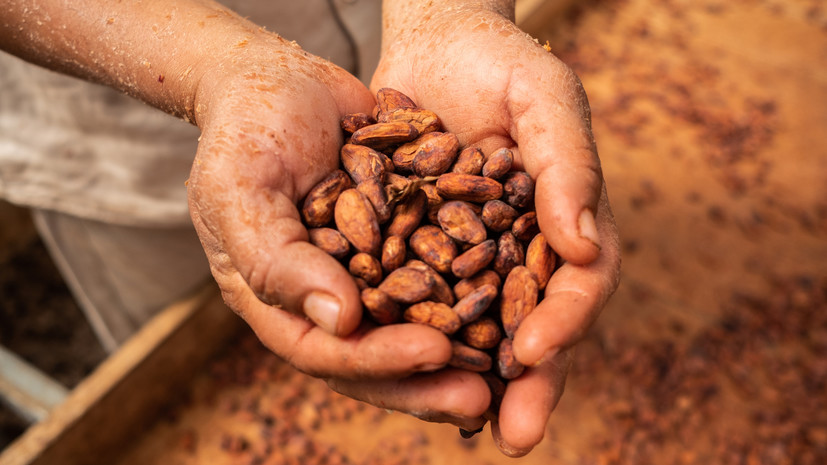 Аналитик Деев: удешевление продукции из какао-бобов возможно в 2024 году