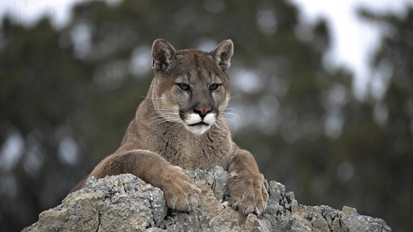 В США восьмилетний ребёнок выжил после нападения пумы