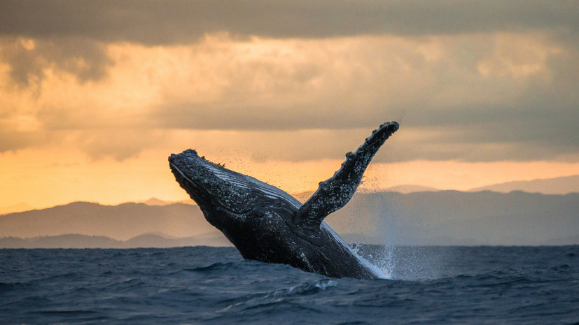 Житель Нью-Гэмпшира снял трёх синхронно прыгающих китов на видео