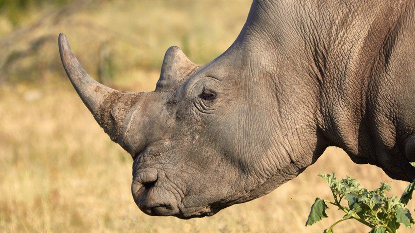 В первой половине 2023 года незаконный отстрел носорогов в ЮАР сократился на 11%
