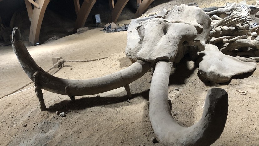 В Ветковском районе Белоруссии нашли останки мамонта