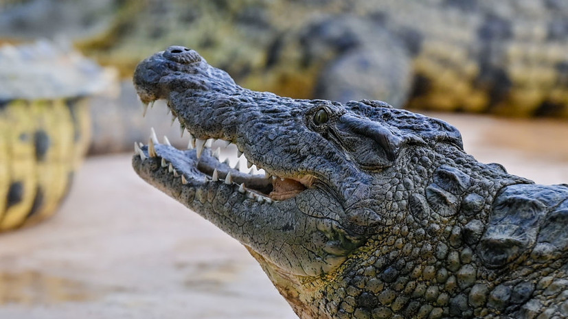Sun: крокодил съел коста-риканского футболиста Ортиса в реке