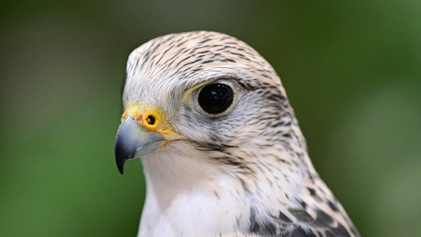 В Татарстане планируют открыть питомник для краснокнижных птиц