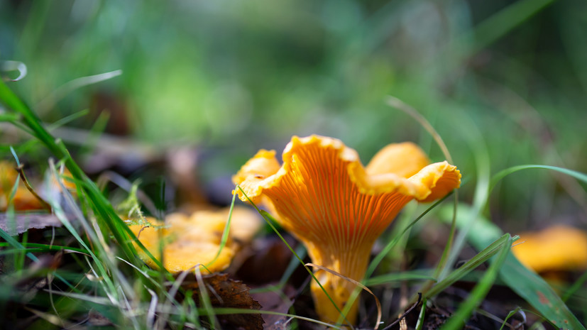 Биолог Трофимова заявила, что гриб лисичку можно найти под дубами и соснами