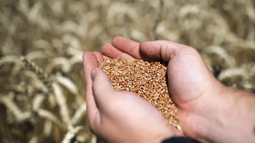 В Крыму намолотили более 2 млн тонн зерновых и зернобобовых культур