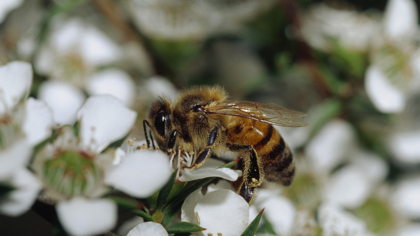 Биолог Глазков: осы будут активны до конца лета
