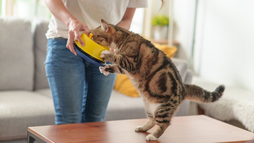 Ветеринар Варфоломеева рекомендовала не менять часто корм для кошек