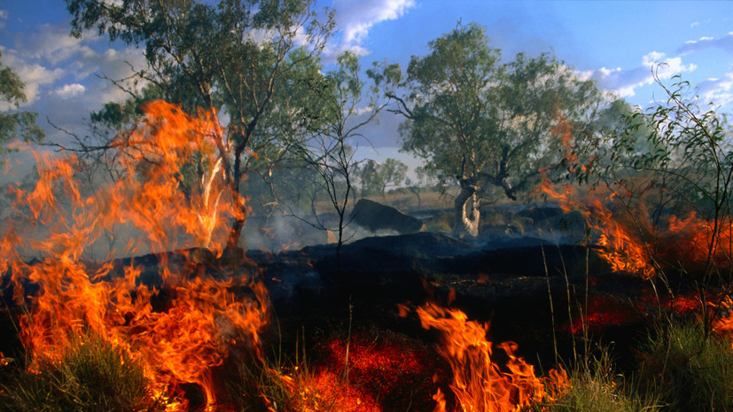 В ЯНАО сообщили о 13 лесных пожарах общей площадью 2,4 тысячи гектаров