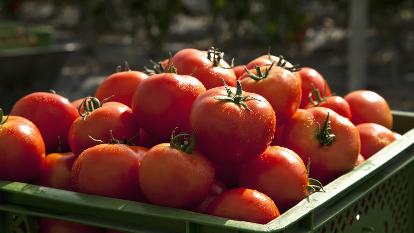 В Индии заявили о начале импорта томатов на фоне роста их цены на 1400%