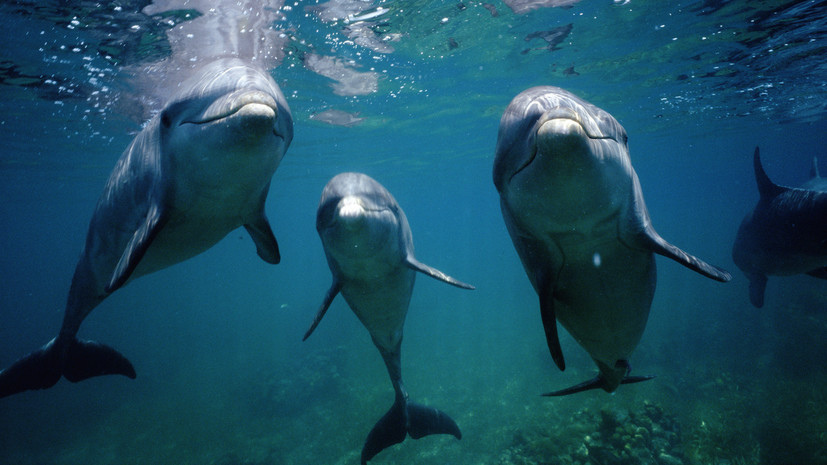 В Анапе туристов предупредили об осторожности при приближении дельфинов