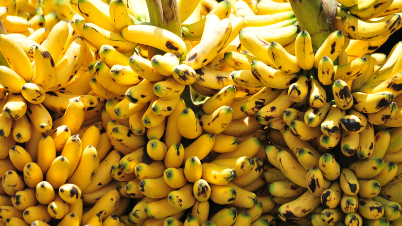 В Казахстане в промышленных объёмах начали выращивать бананы
