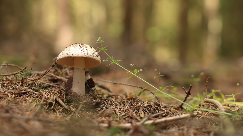 В Свердловской области судебный пристав спасла 80-летнего грибника из болота