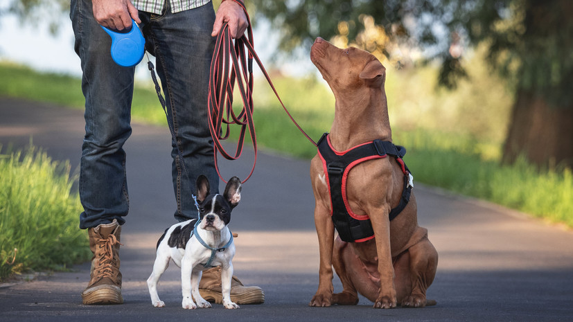 В «Лужниках» открыли площадку нового поколения для выгула собак