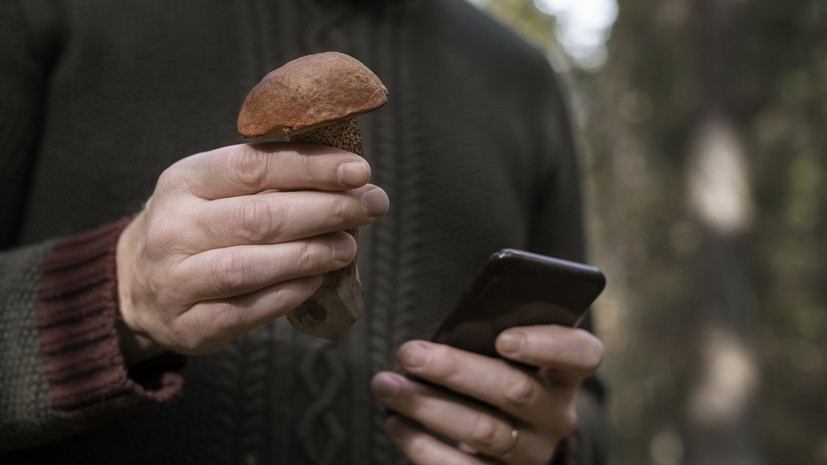 Телеведущий Тихомиров посоветовал использовать GPS-навигатор, чтобы не потеряться во время сбора грибов